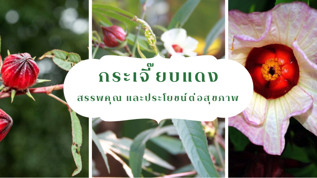 ปก-กระเจี๊ยบแดง,น้ำกระเจี๊ยบแดงดอก,กระเจี๊ยบแดง,กระเจี๊ยบแดง,พืชสมุนไพรไทย ,สมุนไพร,คุณค่าทางอาหารและเครื่องดิ่ม