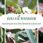 ปก-กระเจี๊ยบแดง,น้ำกระเจี๊ยบแดงดอก,กระเจี๊ยบแดง,กระเจี๊ยบแดง,พืชสมุนไพรไทย ,สมุนไพร,คุณค่าทางอาหารและเครื่องดิ่ม