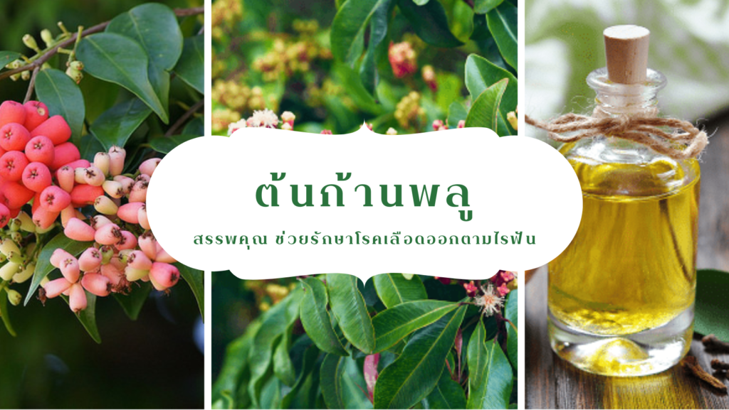 ปก-ต้นก้านพลู,พืชสมุนไพรไทย ,สมุนไพร,คุณค่าทางการเเพทย์