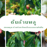 ปก-ต้นก้านพลู,พืชสมุนไพรไทย ,สมุนไพร,คุณค่าทางการเเพทย์