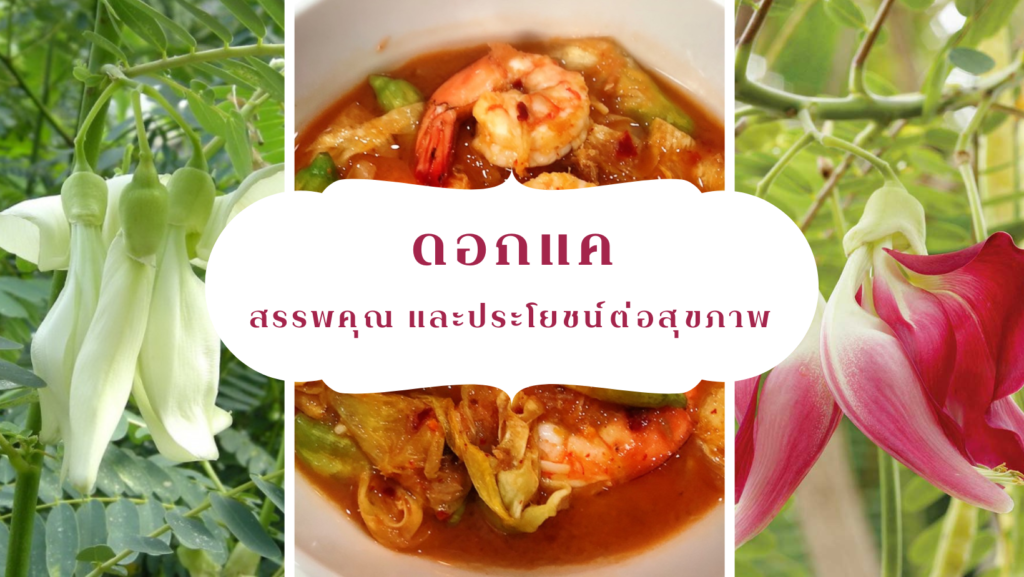 ปก-ดอกแค,พืชสมุนไพรไทย ,สมุนไพร,คุณค่าทางการเเพทย์