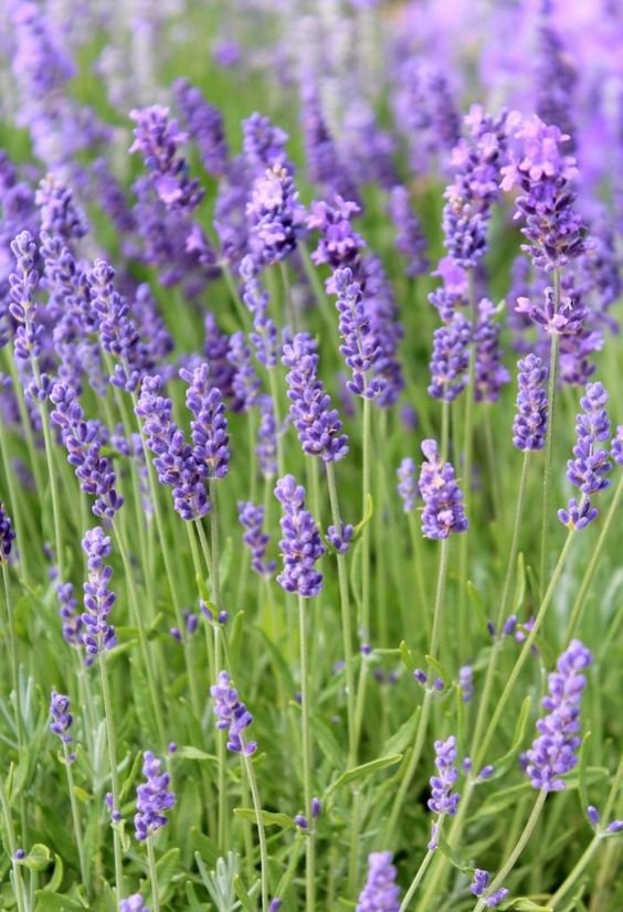 Lavender (ดอกลาเวนเดอร์)