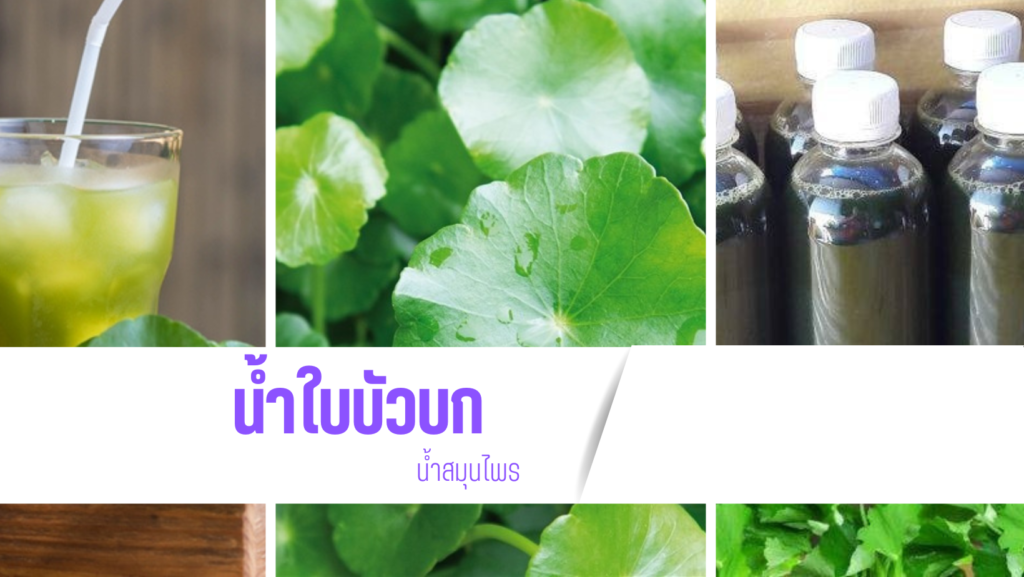 ใบบัวบก,พืชสมุนไพรไทย ,สมุนไพร,คุณค่าทางจากธรรมชาติ